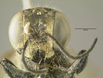 Media type: image;   Entomology 602881 Aspect: head frontal view